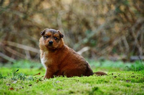 Overweight dog | An Increasingly Common Problem