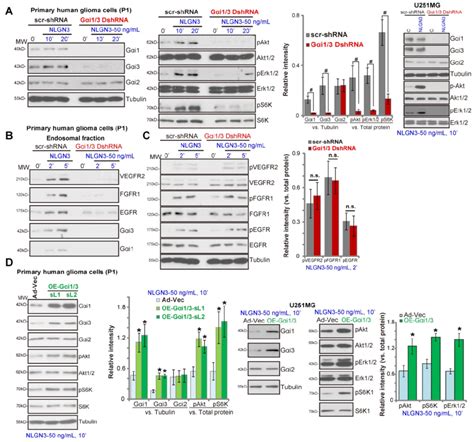 Gαi1 And Gαi3 Are Essential For Nlgn3 Signaling In Glioma Cells The