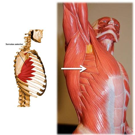 Musculus Latissimus Dorsi Orion Tennis Ru