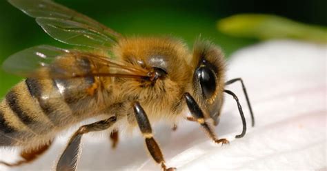 Do Honey Bees Hibernate Overwinter British Beekeepers Association