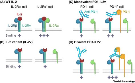 IL 2 Driven CD8 T Cell Phenotypes Implications For Immunotherapy