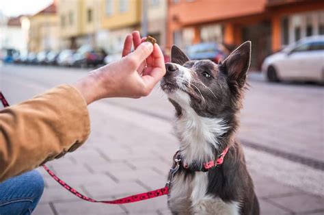 How Smart Are Border Collies Everything We Know About Their