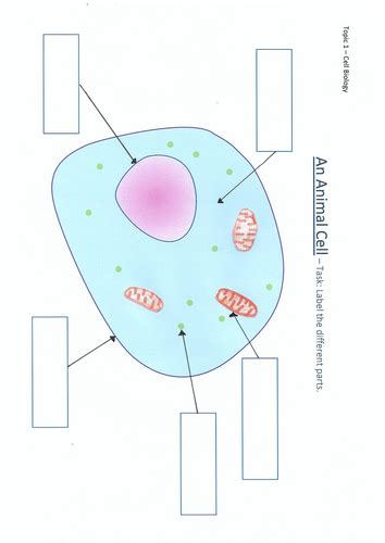 printable labeled  unlabeled animal cell diagrams