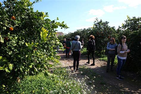 29 01 2018 Discovering Sicilian Citrus Fruits Social Farming 2 0