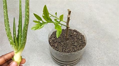 Grow Lemon Cutting This Way Using Natural Rooting Hormone Aloe Vera