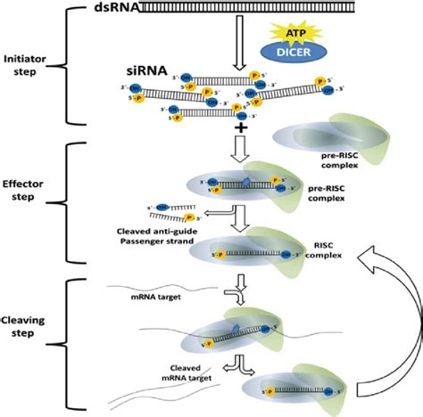 Illustration Of The General Scheme Of Rnai The Three Steps Of