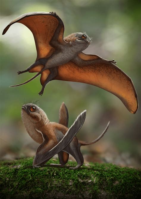 Life Reconstruction Of Sinomacrops Bondei Paleoart Courtesy Of Zhao