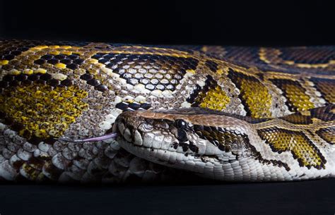 Burmese Python Dublin Zoo