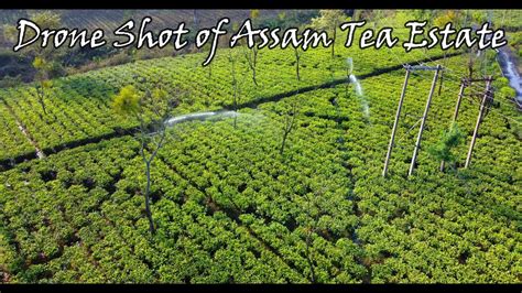 Dji Mavic Mini 2 Drone Shot Of Assam Tea Garden Awesome Assam Northeast Tea Estate Drone