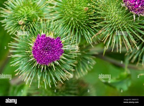 Greater Burdock Or Edible Burdock Flowers Arctium Lappa Stock Photo