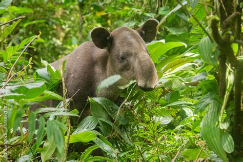 Rare sighting of a Baird's tapir (Tapirus bairdii), Tenorio Volcano National Park, Guanacaste ...