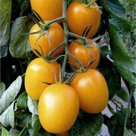 Semillas De Tomate GOLD ROMA Precio 1 75