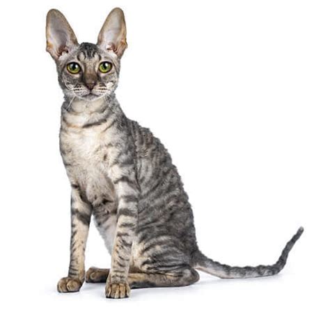 Cornish Rex Cat Breed Information Purina