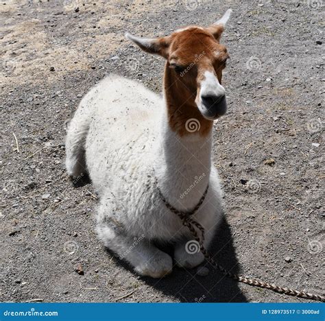 Lama In Peru South America Stock Image Image Of Funny Domesticated