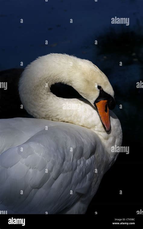 Swan Preening Hi Res Stock Photography And Images Alamy