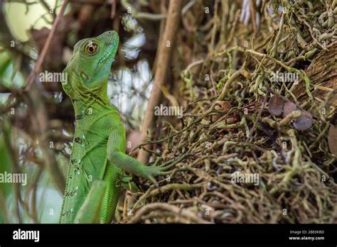 Female Of Green Basilisk Basiliscus Plumifrons Corytophanidae Caño