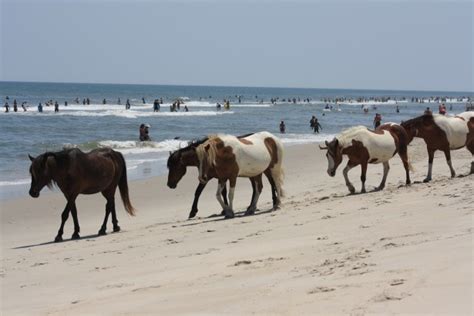 wild horses walking beach  stock photo public domain pictures