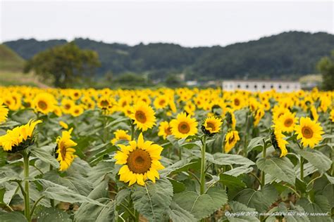 연천 호로고루 해바라기 축제 네이버 블로그