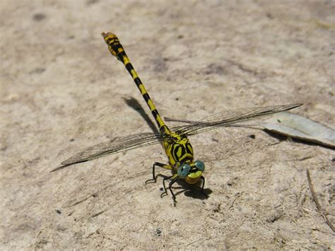 Dragonfly Tiger Free Photo On Pixabay Pixabay