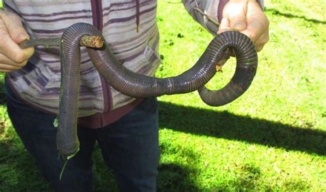 Giant worms roam Australia | Boing Boing