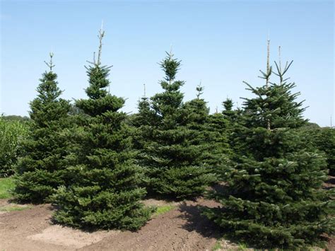Пихта корейская "Abies"