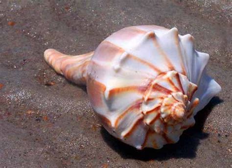 Lightening Whelk Find One In Texas Their State Shell Everythings