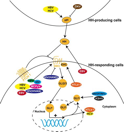 Frontiers The Emerging Role Of Hedgehog Signaling In Viral Infections