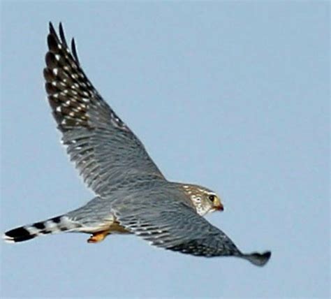 male Merlin falcon in flight in 2022 | Drone design, Beautiful birds ...