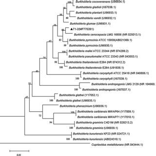 Phylogenetic Tree Based On S Rrna Gene Sequence Analysis Of And