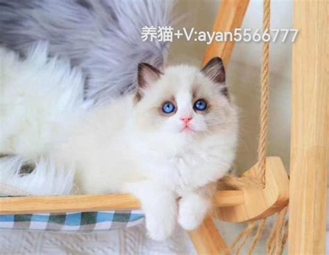 一只布偶猫幼崽需要多少钱 知乎