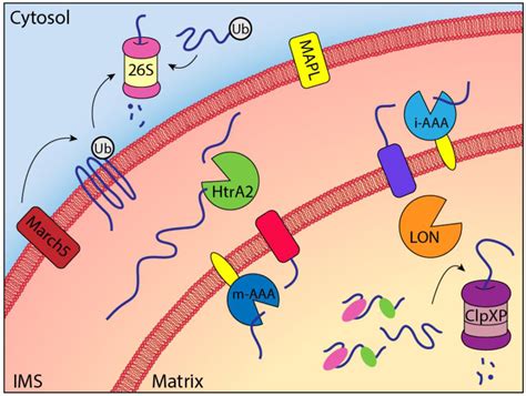 Mitochondrial Quality Control In The Myocardium Cooperation Between