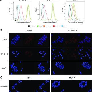 Cell Binding Assay Of Erbb Aptamers Using Flow Cytometry And