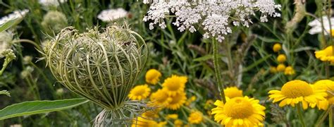 Vortrag Naturnahe Lebensr Ume Im Eigenen Garten Bad Honnef