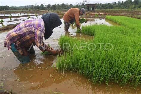 Realisasi Tanam Padi Antara Foto