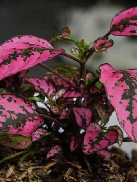 Polka Dot Plant: How to Grow and Care for Polka Dot Plant - Planet Natural