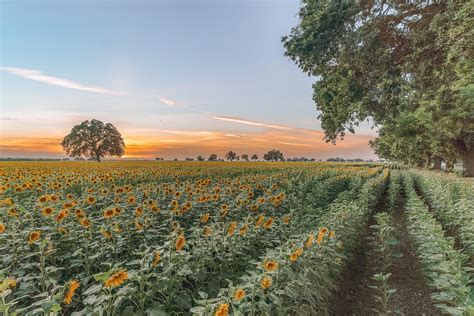 13 Picturesque Sunflower Fields In California To Visit In The Summer