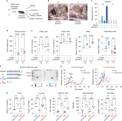 Loss Of Type I Ifns Alters The Response To Icb A Experimental Setup To