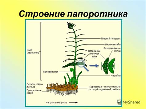 Презентация на тему: "Папоротники. Особенности строения и ...