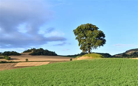 Sur Le Terrain Arbre Gazon Photo Gratuite Sur Pixabay Pixabay