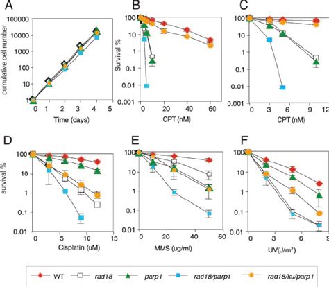 Synergistic Increase In Sensitivity To Dna Damaging Agents By