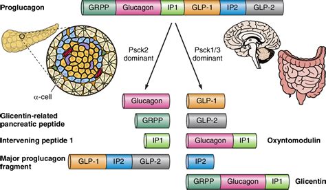 Figure 1 From Physiology Of Proglucagon Peptides Role Of Glucagon And