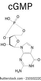 Cyclic Guanosine Monophosphate Cgmp Molecule Important Stock Vector