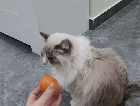 Une femme utilise un champ de force de mandarines pour empêcher son