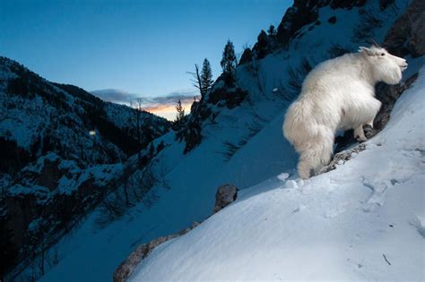 Meet the animals that thrive in extreme mountain conditions | Bergziege ...