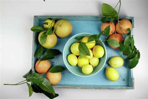 Take advantage of our region's extended citrus growing season ...