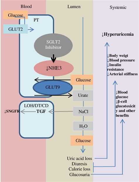 The Mechanism Of Renoprotective Effects In Reducing Nhe Activity In