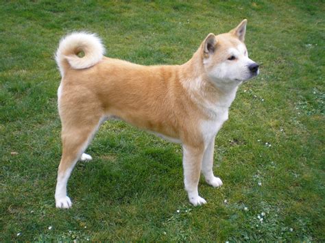 Fawn colors Akita Inu photo and wallpaper. Beautiful Fawn colors Akita ...