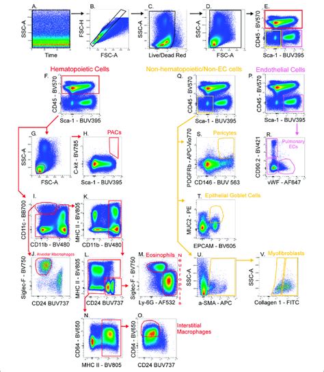 Gating Strategy For Lung Cell Phenotyping The Fully Stained Sample