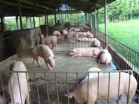 How To Start Pig Farming In Nigeria And Grow To Giant Piggery