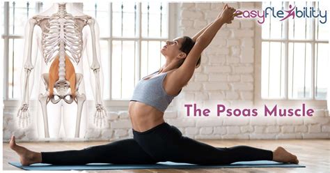 The Psoas Muscle The Center Of Movement For Yoga